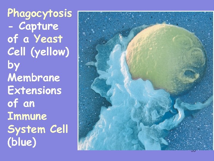Phagocytosis - Capture of a Yeast Cell (yellow) by Membrane Extensions of an Immune