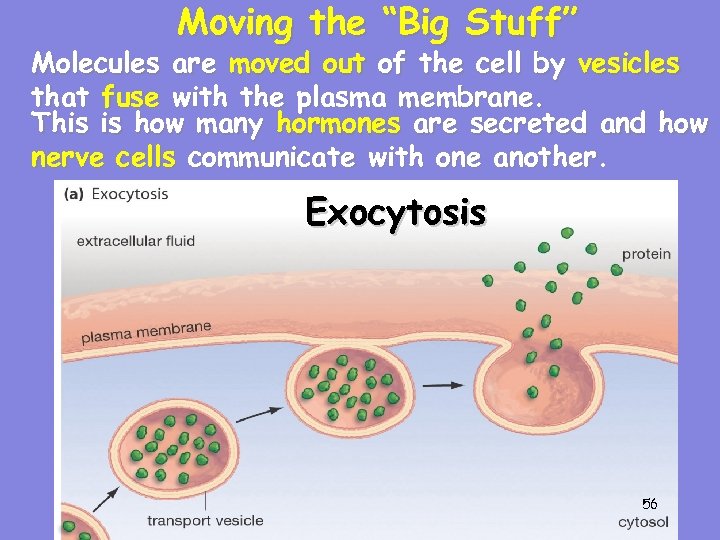 Moving the “Big Stuff” Molecules are moved out of the cell by vesicles that
