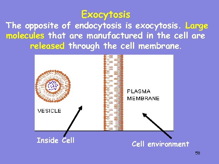 Exocytosis The opposite of endocytosis is exocytosis. Large molecules that are manufactured in the