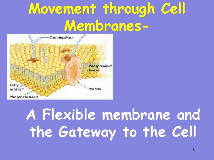 Movement through Cell Membranes A Flexible membrane and the Gateway to the Cell 8
