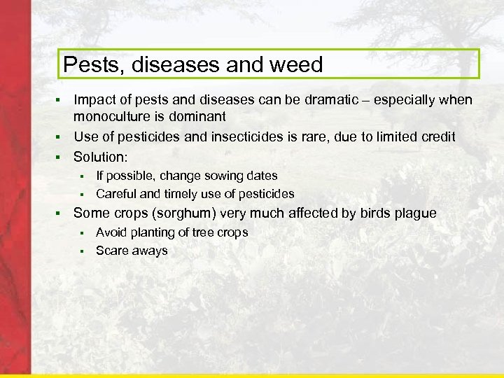 Pests, diseases and weed Impact of pests and diseases can be dramatic – especially