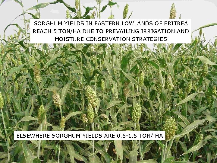 SORGHUM YIELDS IN EASTERN LOWLANDS OF ERITREA REACH 5 TON/HA DUE TO PREVAILING IRRIGATION