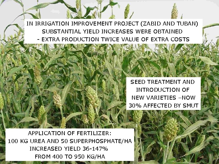 IN IRRIGATION IMPROVEMENT PROJECT (ZABID AND TUBAN) SUBSTANTIAL YIELD INCREASES WERE OBTAINED - EXTRA