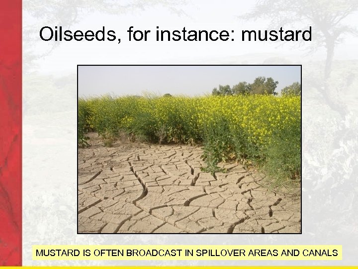 Oilseeds, for instance: mustard MUSTARD IS OFTEN BROADCAST IN SPILLOVER AREAS AND CANALS 