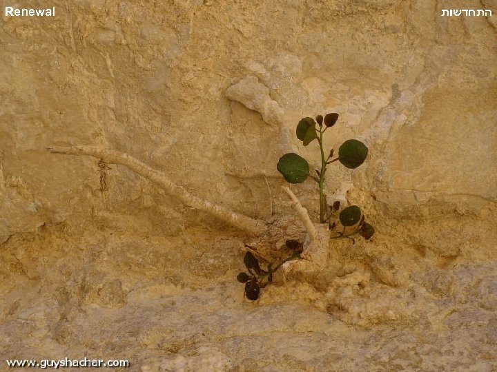 Renewal התחדשות 