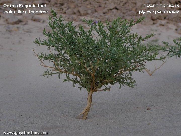 Or this Fagonia that looks like a little tree או בפגוניה החביבה שמתחזה כאן