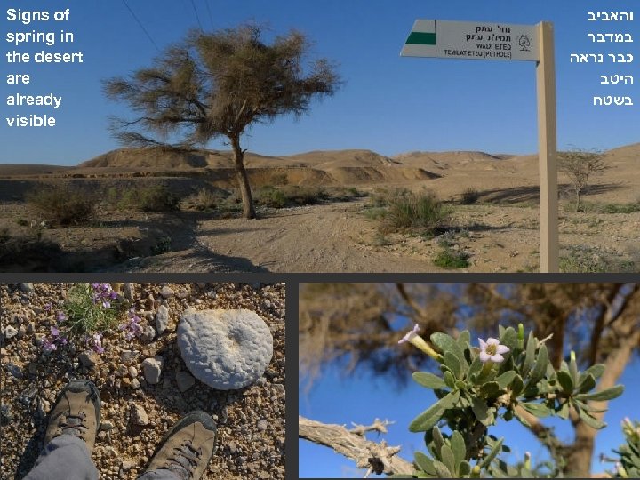 Signs of spring in the desert are already visible והאביב במדבר כבר נראה היטב