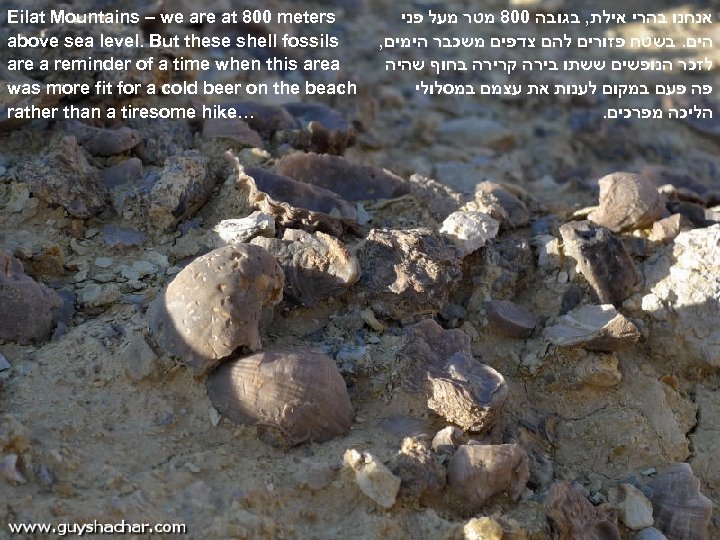 Eilat Mountains – we are at 800 meters above sea level. But these shell