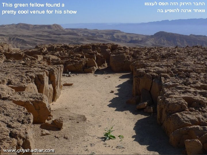 This green fellow found a pretty cool venue for his show החבר הירוק הזה