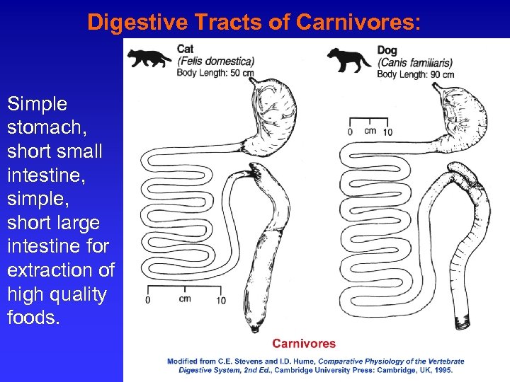Digestive Tracts of Carnivores: Simple stomach, short small intestine, simple, short large intestine for