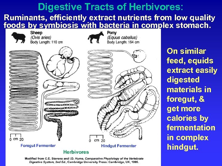 Digestive Tracts of Herbivores: Ruminants, efficiently extract nutrients from low quality foods by symbiosis