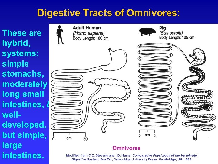 Digestive Tracts of Omnivores: These are hybrid, systems: simple stomachs, moderately long small intestines,