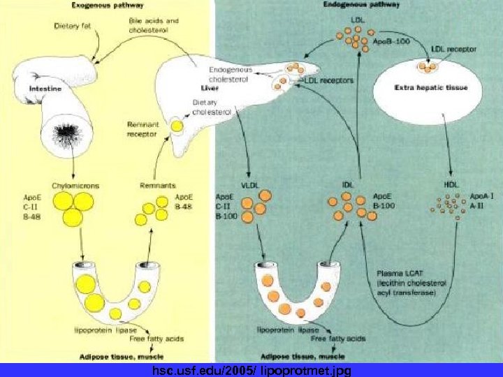 Fats are often broken down after being absorbed by the small intestine. They are