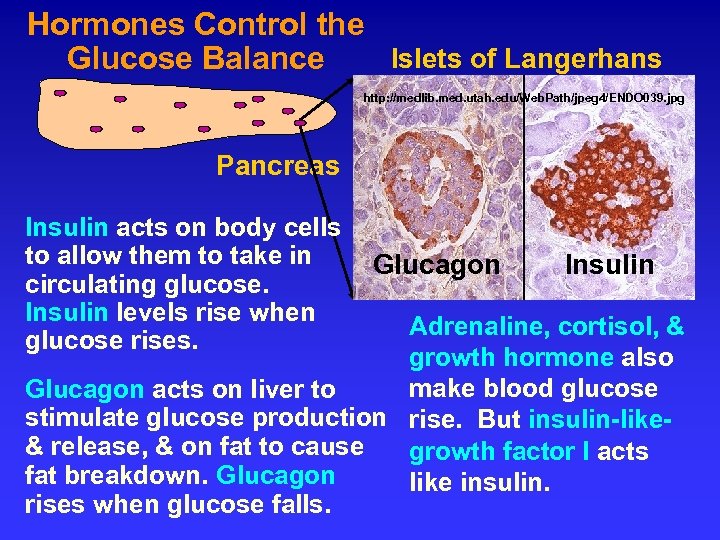 Hormones Control the Islets of Langerhans Glucose Balance http: //medlib. med. utah. edu/Web. Path/jpeg