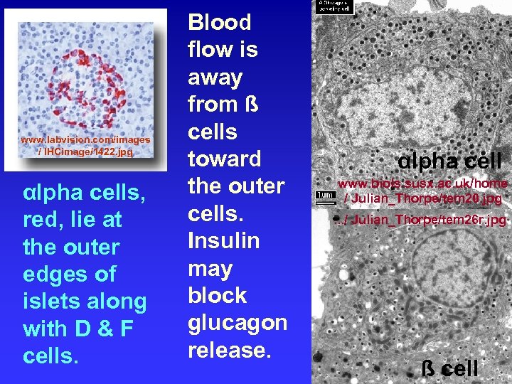 www. labvision. com/images / IHCimage/1422. jpg αlpha cells, red, lie at the outer edges
