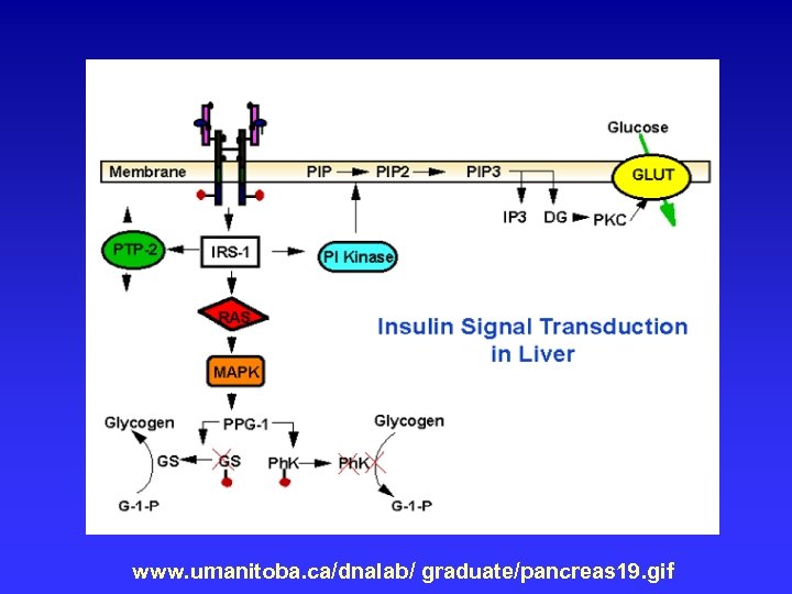 Mechanism of Action of Insulin www. umanitoba. ca/dnalab/ graduate/pancreas 19. gif 