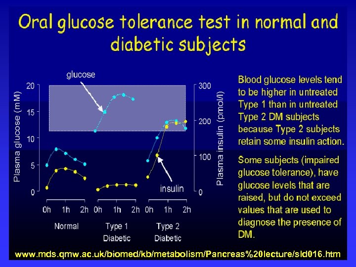 www. mds. qmw. ac. uk/biomed/kb/metabolism/Pancreas%20 lecture/sld 016. htm 