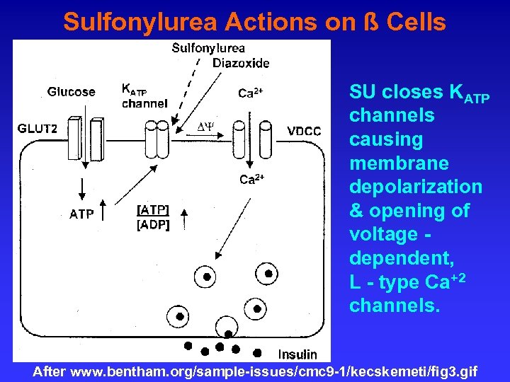 Sulfonylurea Actions on ß Cells SU closes KATP channels causing membrane depolarization & opening