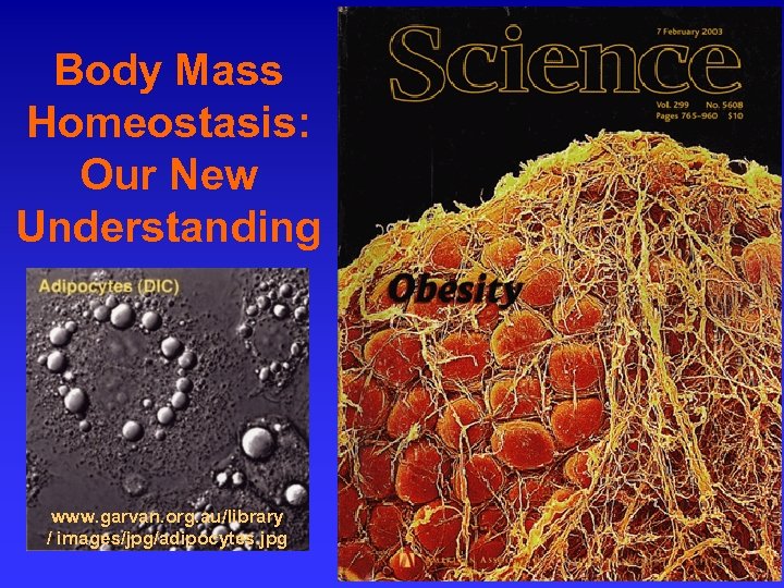 Body Mass Homeostasis: Our New Understanding www. garvan. org. au/library / images/jpg/adipocytes. jpg 