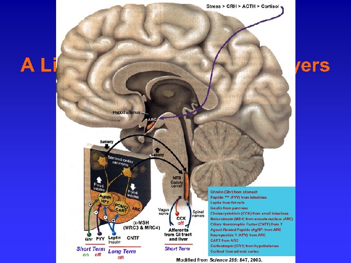 A Little About the Central Players 