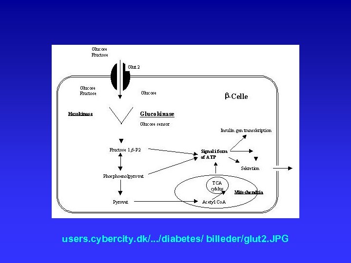 users. cybercity. dk/. . . /diabetes/ billeder/glut 2. JPG 