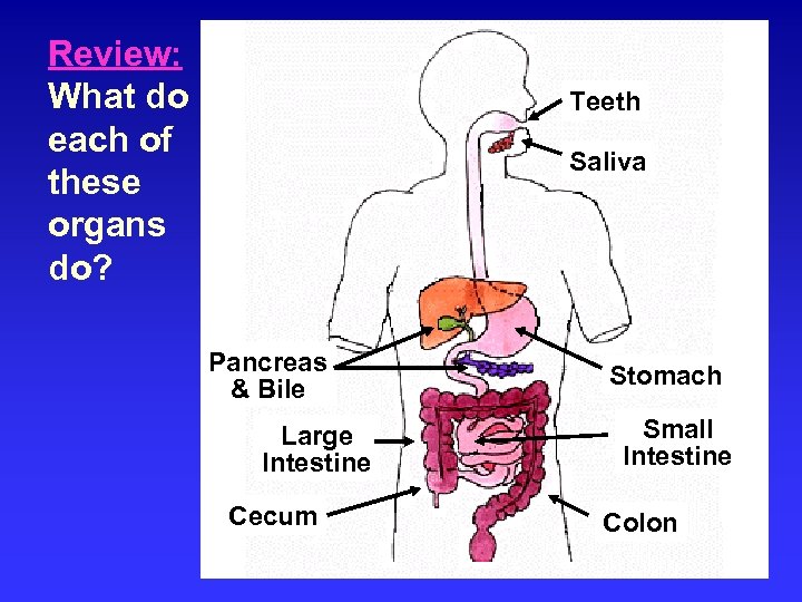 Review: What do each of these organs do? Teeth Saliva Pancreas & Bile Large
