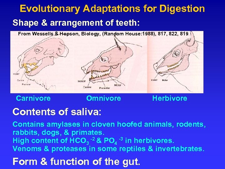 Evolutionary Adaptations for Digestion Shape & arrangement of teeth: From Wessells & Hopson, Biology,