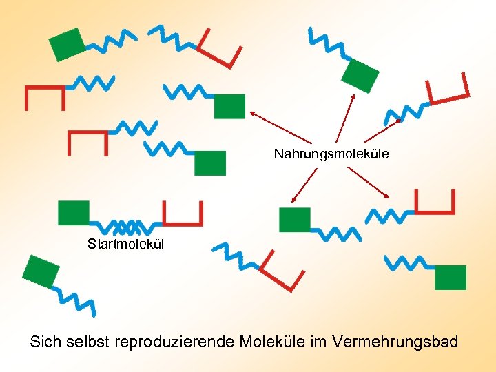 Nahrungsmoleküle Startmolekül Sich selbst reproduzierende Moleküle im Vermehrungsbad 