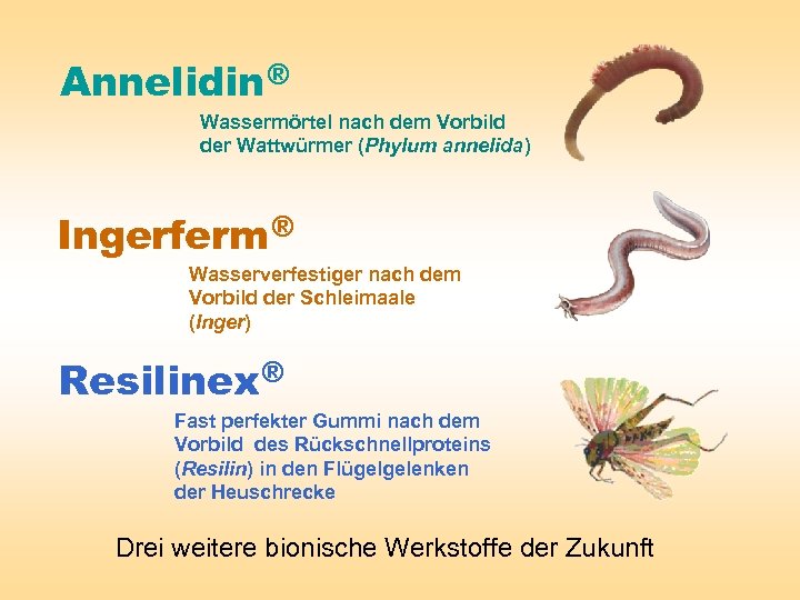 Annelidin ® Wassermörtel nach dem Vorbild der Wattwürmer (Phylum annelida) Ingerferm ® Wasserverfestiger nach