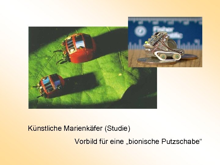 Künstliche Marienkäfer (Studie) Vorbild für eine „bionische Putzschabe“ 