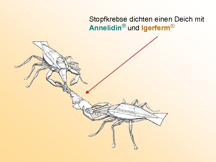 Stopfkrebse dichten einen Deich mit Annelidin® und Igerferm® 