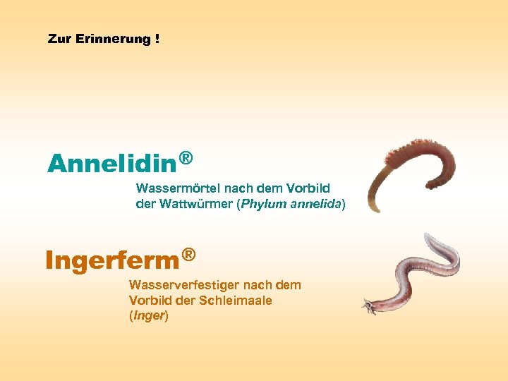 Zur Erinnerung ! Annelidin ® Wassermörtel nach dem Vorbild der Wattwürmer (Phylum annelida) Ingerferm