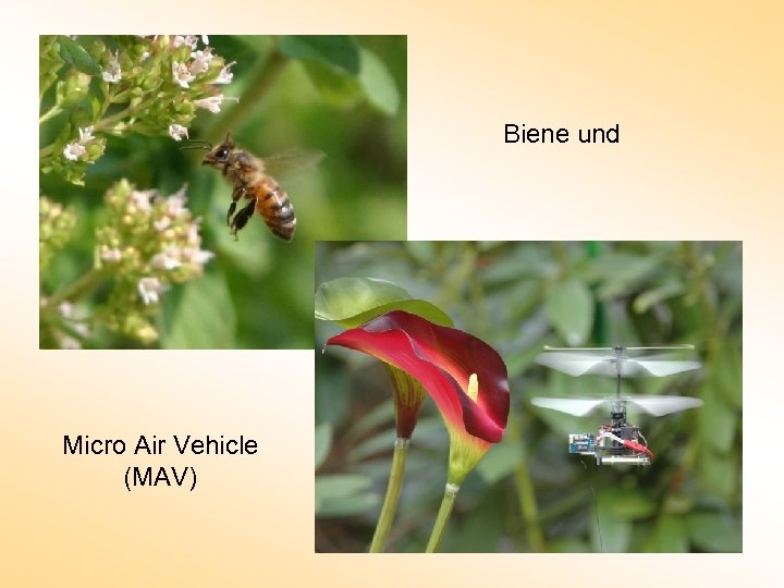 Biene und Micro Air Vehicle (MAV) 