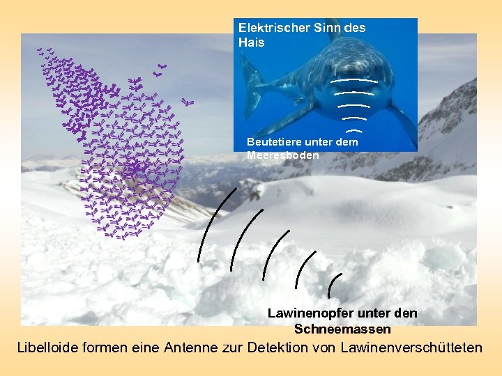 Elektrischer Sinn des Hais Beutetiere unter dem Meeresboden Lawinenopfer unter den Schneemassen Libelloide formen