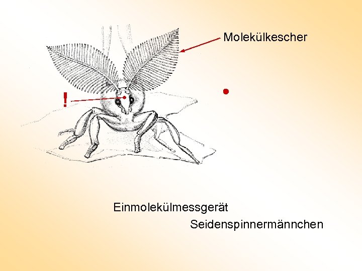 Molekülkescher ! Einmolekülmessgerät Seidenspinnermännchen 