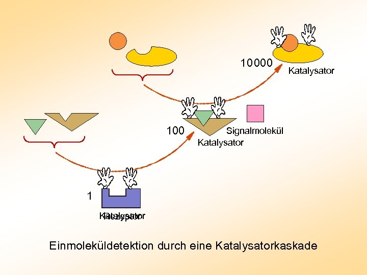 10 000 100 Katalysator Signalmolekül Katalysator 1 Katalysator Rezeptor Einmoleküldetektion durch eine Katalysatorkaskade 