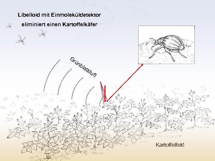 Libelloid mit Einmoleküldetektor eliminiert einen Kartoffelkäfer Gr ün bla ttd uft Kartoffelfeld 