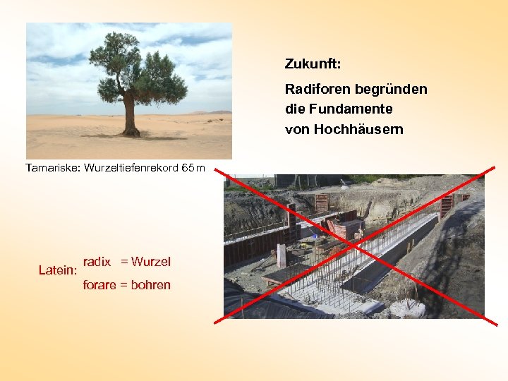 Zukunft: Radiforen begründen die Fundamente von Hochhäusern Tamariske: Wurzeltiefenrekord 65 m Latein: radix =