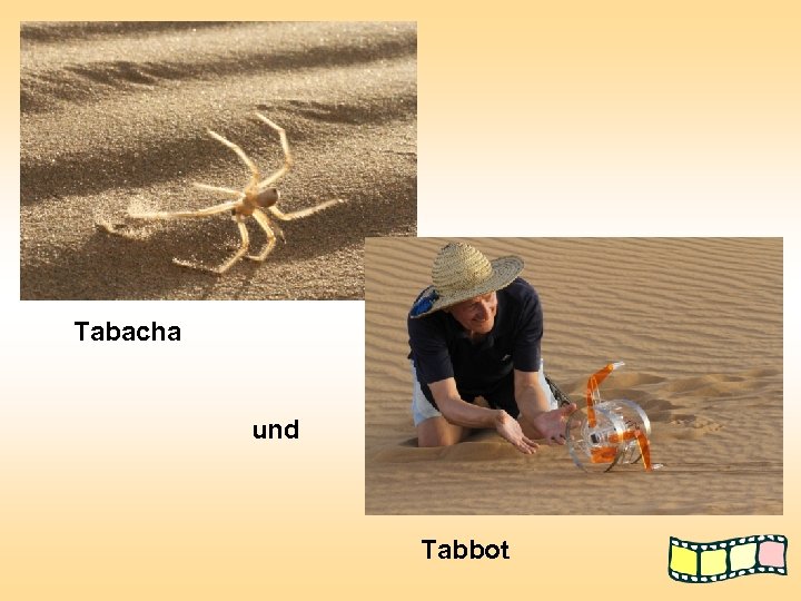 Tabacha und Tabbot 