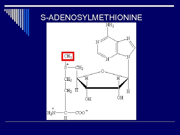 S-ADENOSYLMETHIONINE 