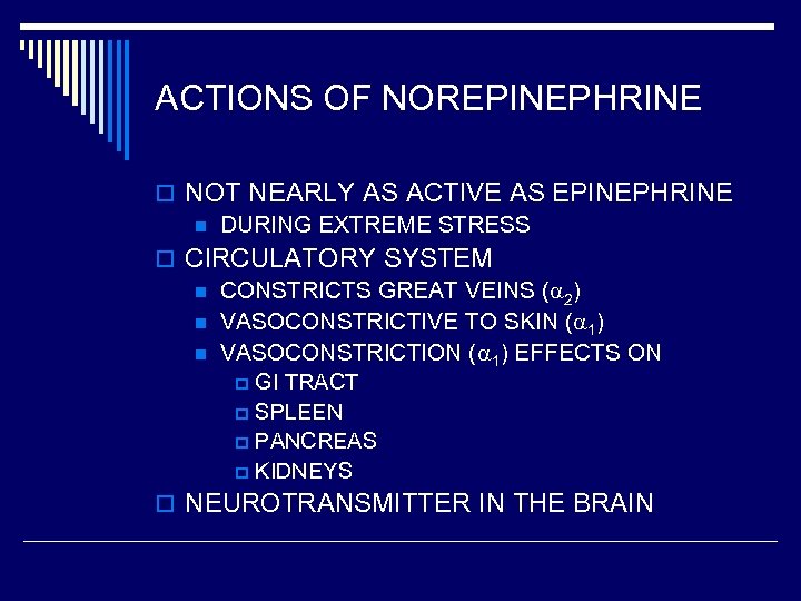 ACTIONS OF NOREPINEPHRINE o NOT NEARLY AS ACTIVE AS EPINEPHRINE n DURING EXTREME STRESS