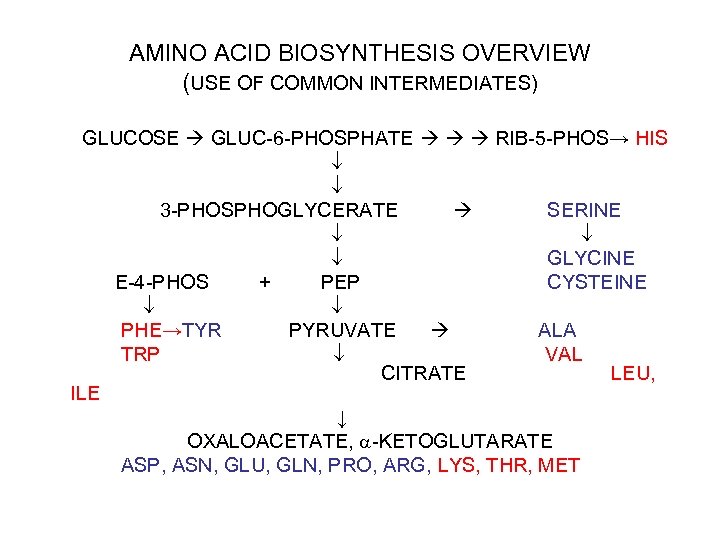 AMINO ACID BIOSYNTHESIS OVERVIEW (USE OF COMMON INTERMEDIATES) GLUCOSE GLUC-6 -PHOSPHATE RIB-5 -PHOS→ HIS