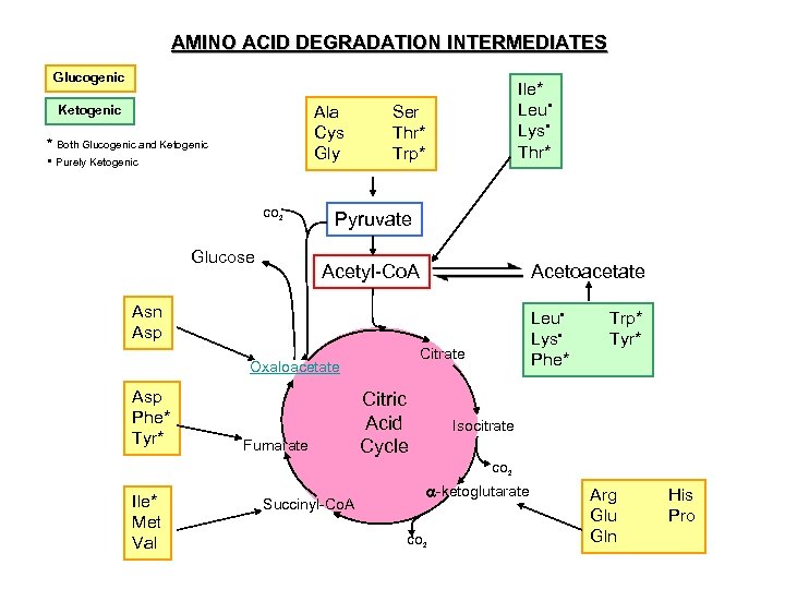 AMINO ACID DEGRADATION INTERMEDIATES Glucogenic Ala Cys Gly Ketogenic * Both Glucogenic and Ketogenic