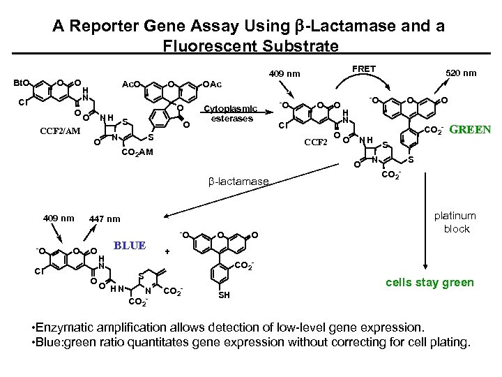 A Reporter Gene Assay Using b-Lactamase and a Fluorescent Substrate Bt. O O O