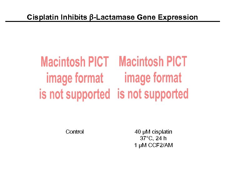 Cisplatin Inhibits b-Lactamase Gene Expression Control 40 µM cisplatin 37°C, 24 h 1 µM