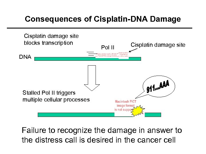 Consequences of Cisplatin-DNA Damage Cisplatin damage site blocks transcription Pol II Cisplatin damage site