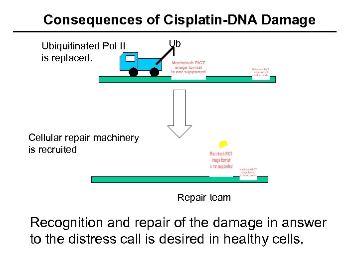 Consequences of Cisplatin-DNA Damage Ubiquitinated Pol II is replaced. Ub Cellular repair machinery is