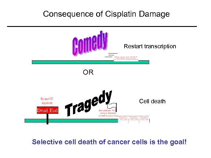 Consequence of Cisplatin Damage Restart transcription OR Cell death Dead End Selective cell death