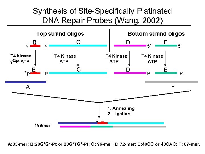 Synthesis of Site-Specifically Platinated DNA Repair Probes (Wang, 2002) Top strand oligos 5’ B