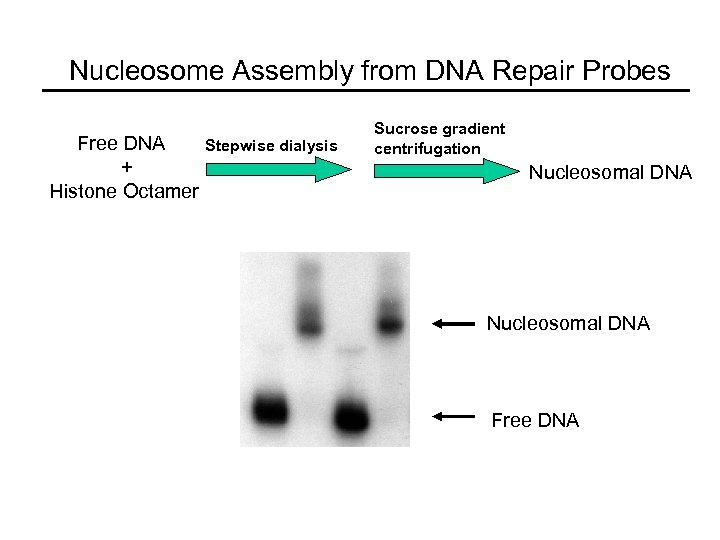 Nucleosome Assembly from DNA Repair Probes Free DNA + Histone Octamer Stepwise dialysis Sucrose